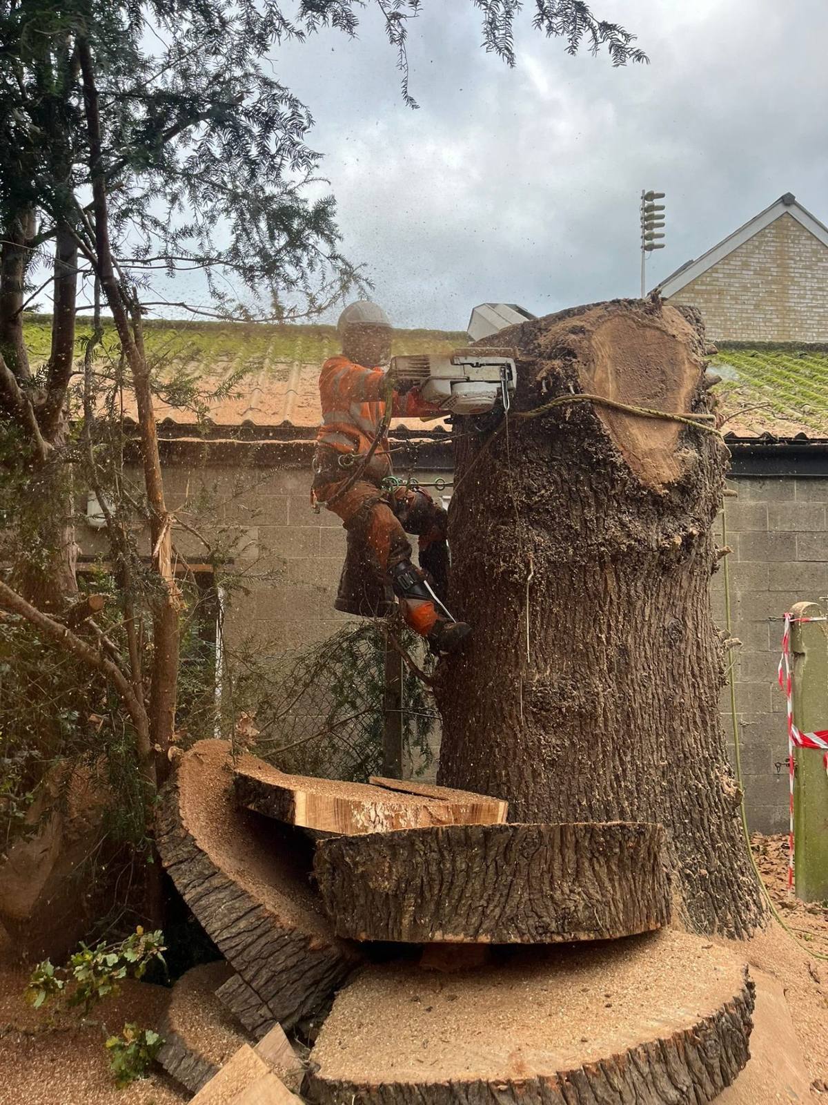 Arborist removing a mature tree for a domestic customer in Kent